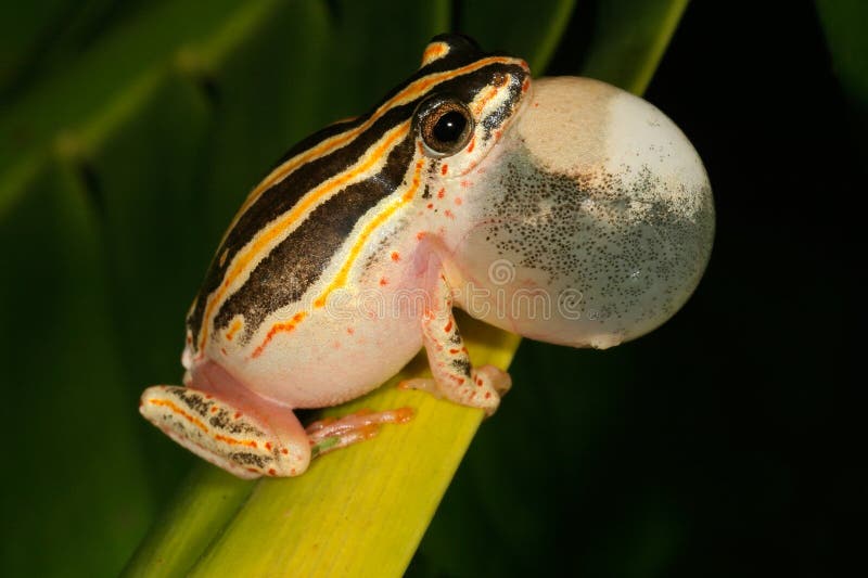 Painted reed frog. Male painted reed frog (Hyperolius marmoratus) calling during the night, South Africa stock image Painted reed frog. Male painted reed frog (Hyperolius marmoratus) calling during the night, South Africa stock image