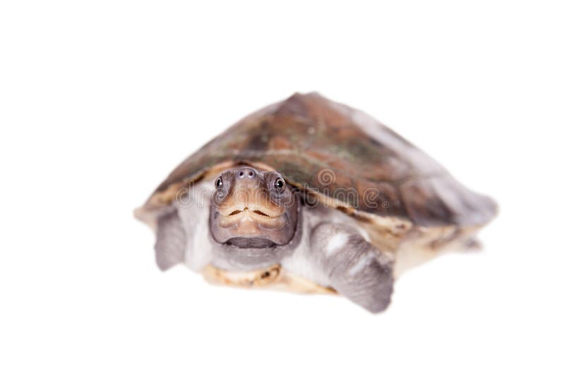 Painted river terrapin on white background.