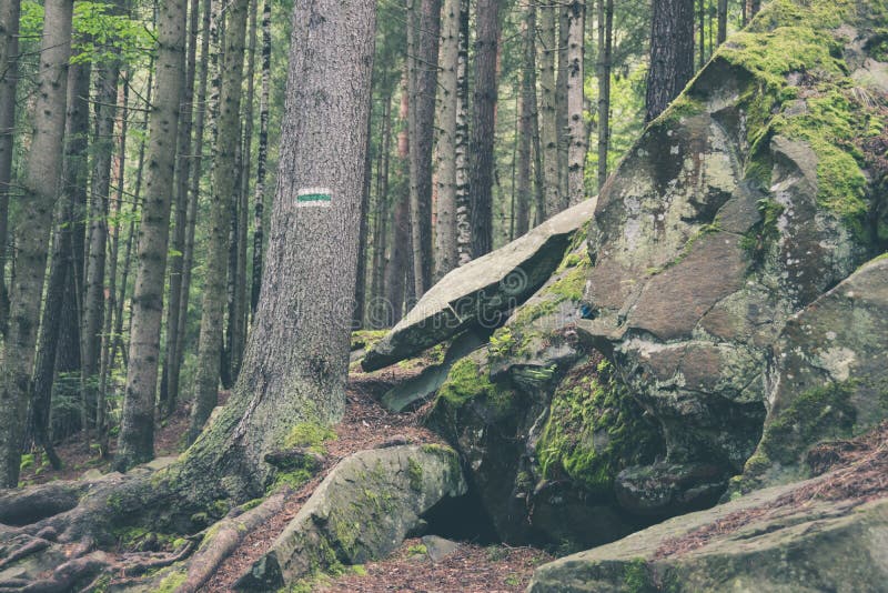 Painted sign on tree trunk in forest hiking path royalty free stock image