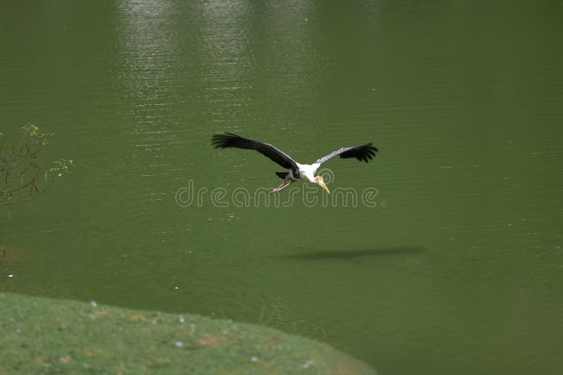 The Painted Stork bird &#x28;Mycteria leucocephala&#x29; is flying on the river