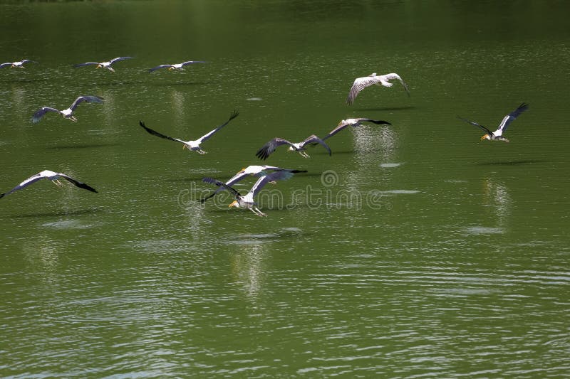 The Painted Stork bird &#x28;Mycteria leucocephala&#x29; is flying on the river