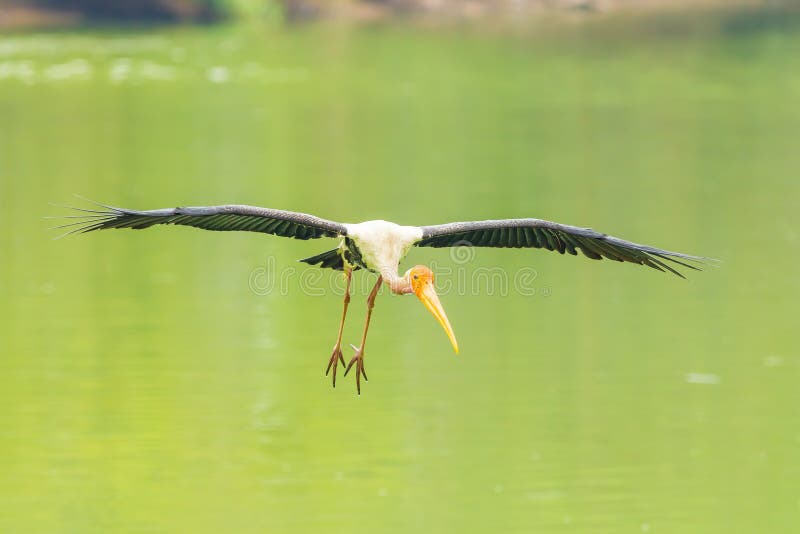 The Painted Stork (Mycteria Leucocephala ) Bird Flying Stock Photo