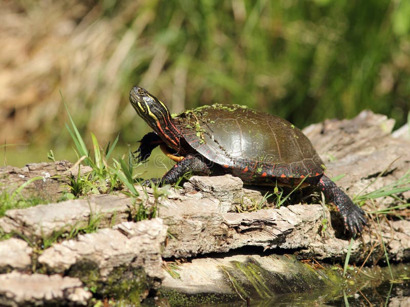 Painted Turtle Basking on a Log Stock Photo Image of provincial