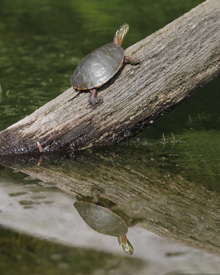 Painted Turtle Basking on a Log