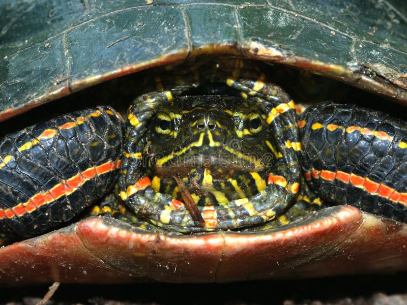 Painted Turtle Illinois Wildlife Stock Image Image of nature