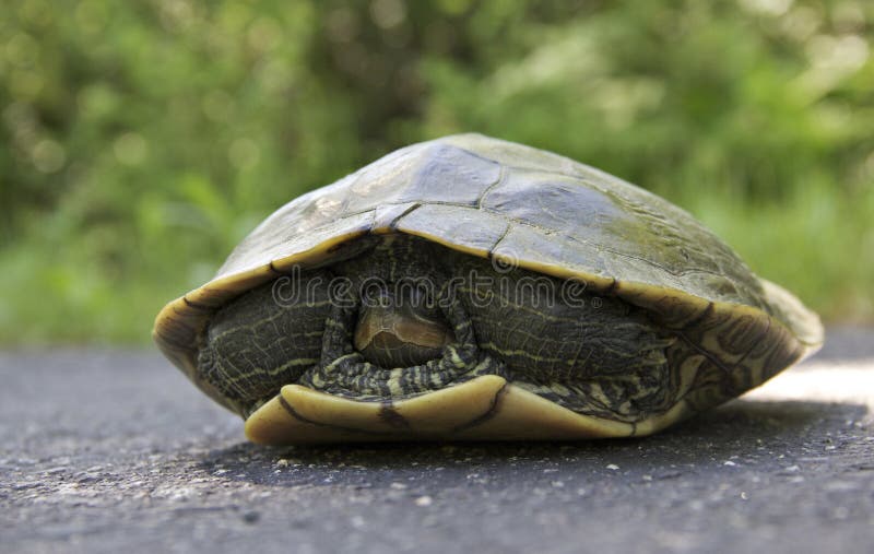 650 Painted Turtle Head Stock Photos Free & RoyaltyFree Stock Photos from Dreamstime