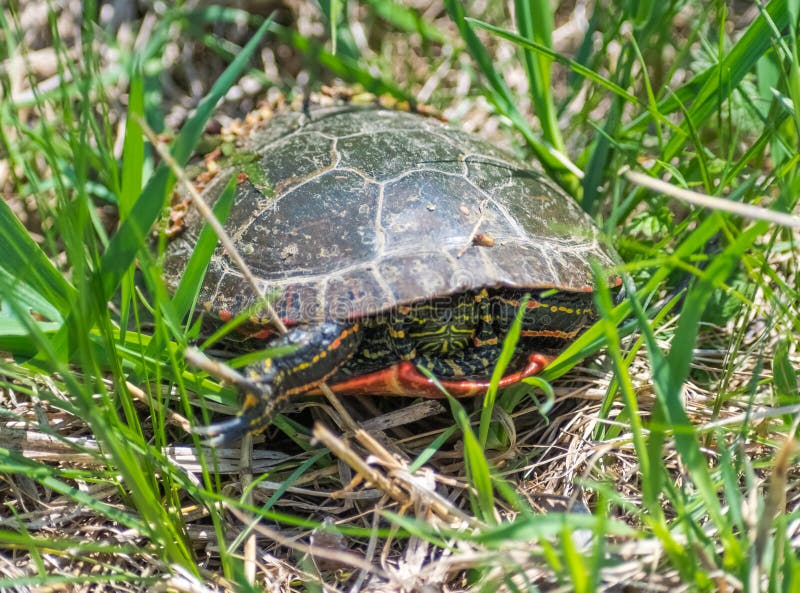 Painted Turtle with Head in Shell Stock Photo Image of single, wild 117090864