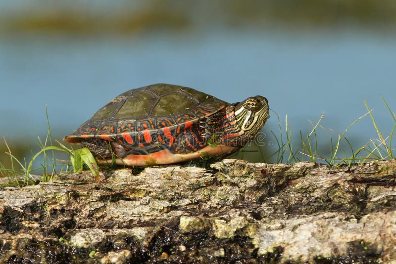 Painted Turtle with its Legs Tucked into its Shell