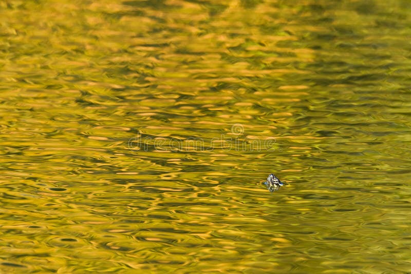 A painted turtle pokes his head out of the water, New England