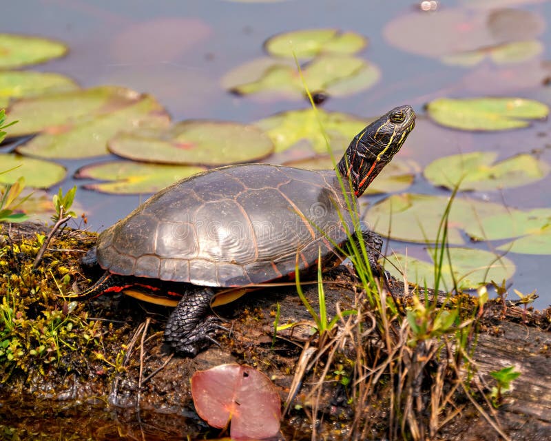 Painted Turtle Photo and Image. Turtle Resting on a Moss Log in the