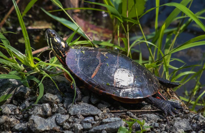 An eastern painted turtle walks along the shore of a pond
