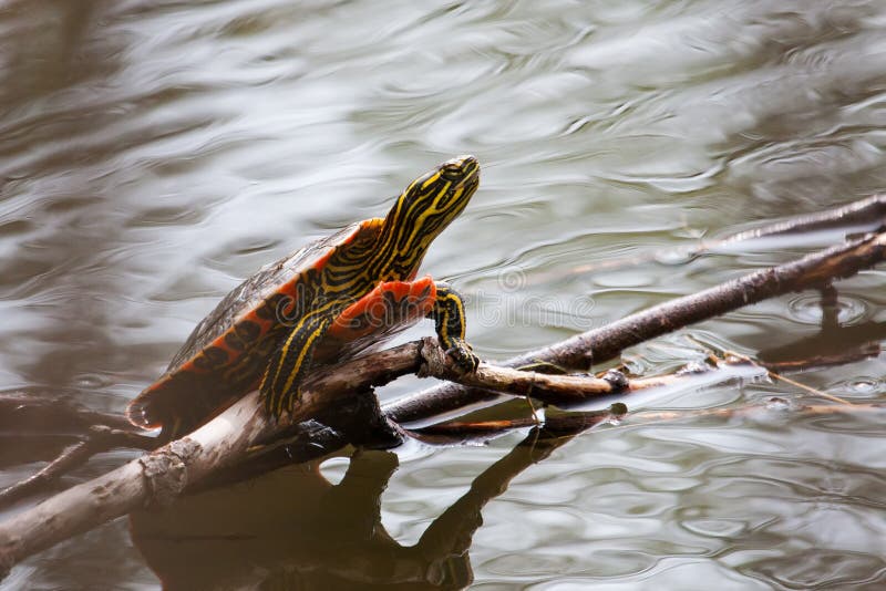 Painted Turtle Sunning