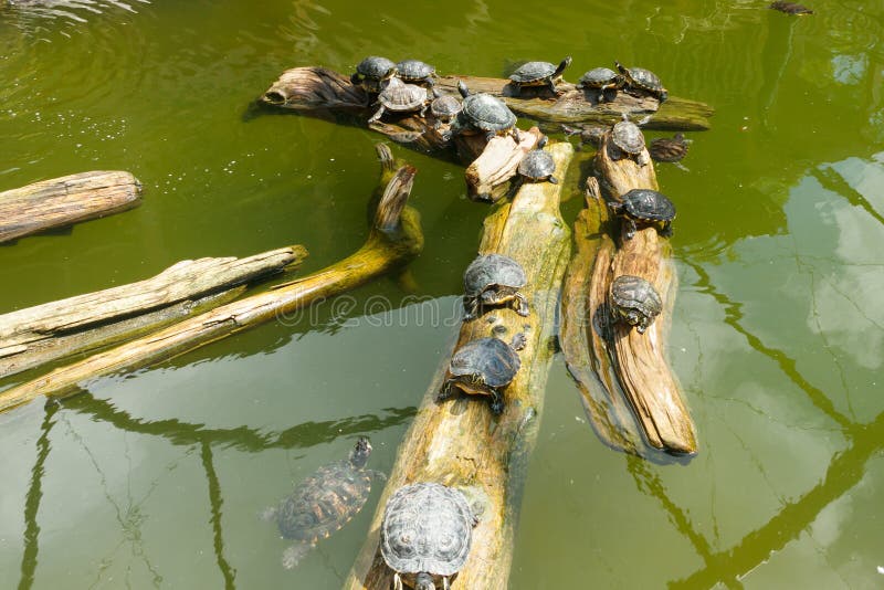 Painted Turtles Floating on a Log in the Pond Stock Photo Image of