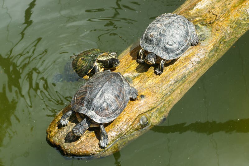 Painted Turtles Floating on a Log in the Pond Stock Photo Image of
