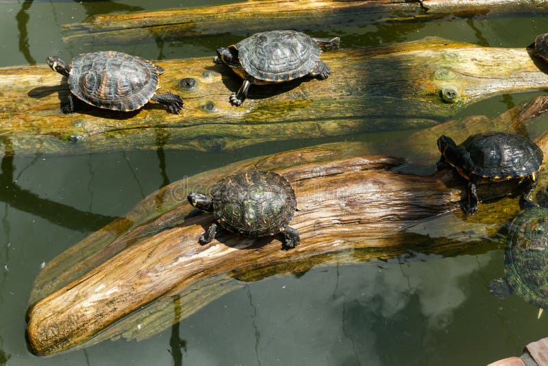 Painted Turtles Floating on a Log in the Pond Stock Photo Image of
