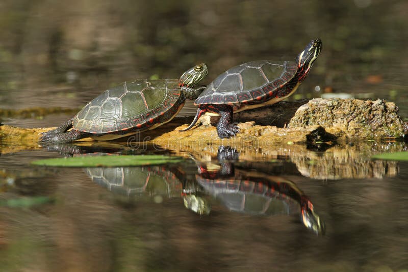 Painted Turtles Reflecting in the Water