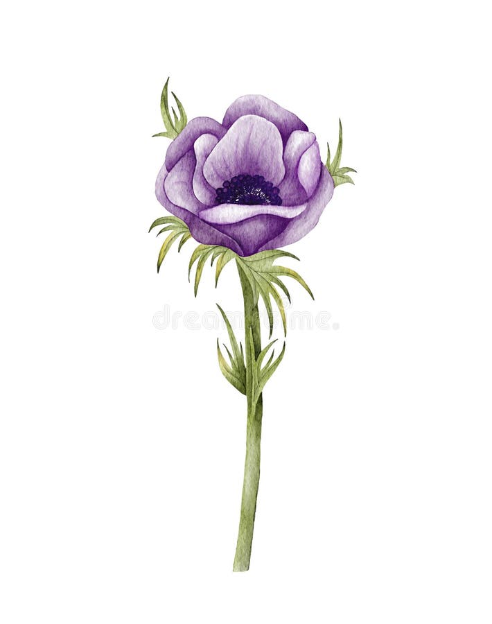 Painted Watercolor Anemone Flower. Purple Wedding Anemone Illustration ...