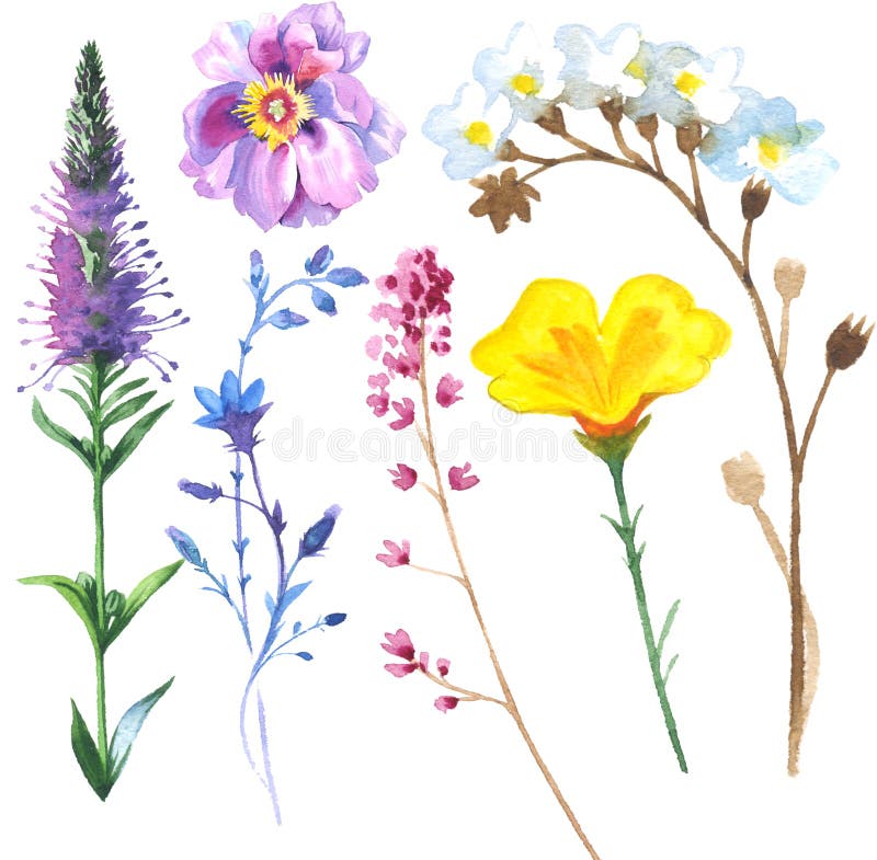 Painted wildflower flowers set in a watercolor style.