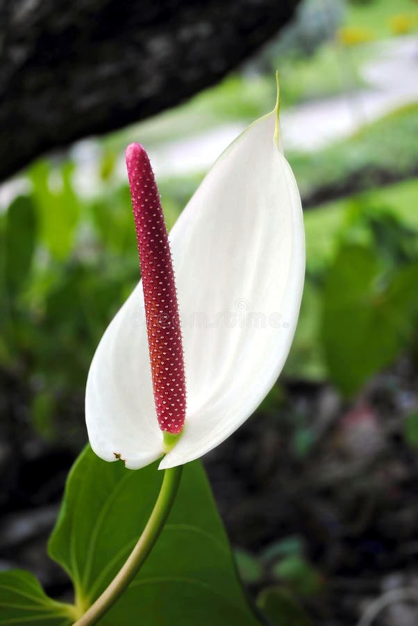 Painter s palette flower stock photo. Image of white 38296628