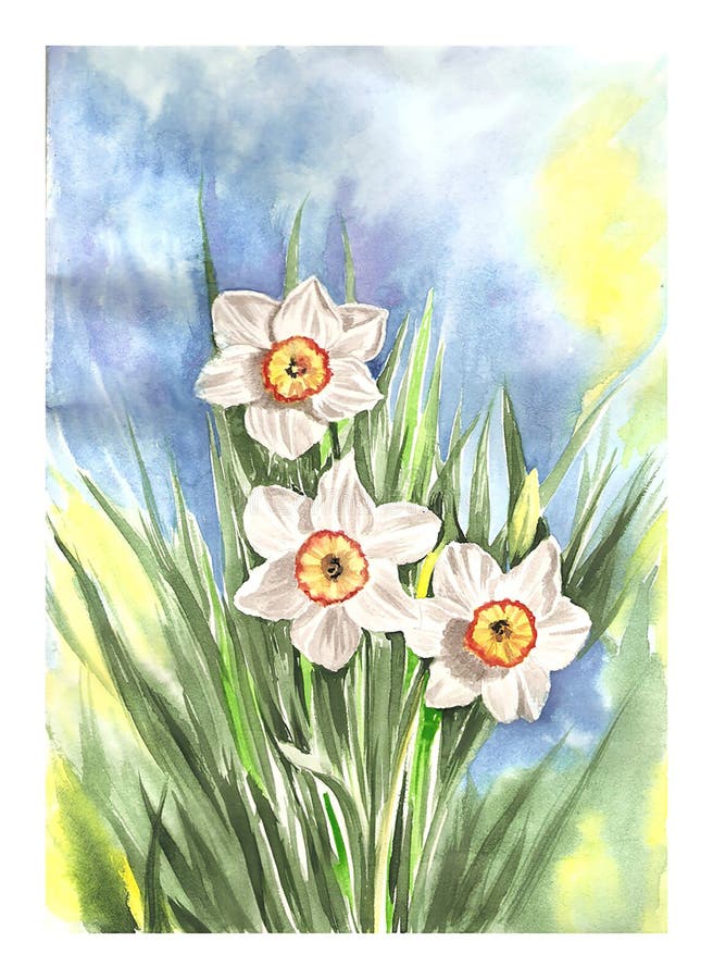 Narcissus Oil Painting. Stock Illustration. Illustration Of Flower - 53785712