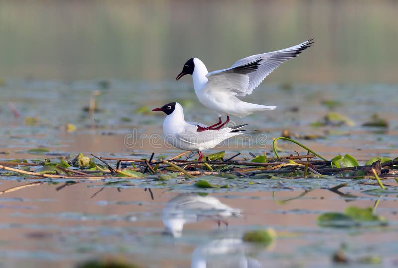 A pair adult black headed gulls on the nest. stock images A pair adult black headed gulls on the nest. stock images