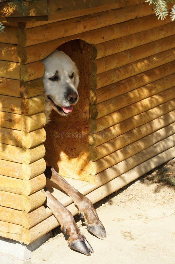 Pair of animals in kennel stock photo. Image of doghouse 24017446