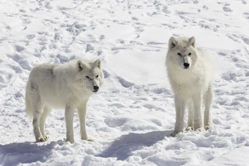 фото пара волков