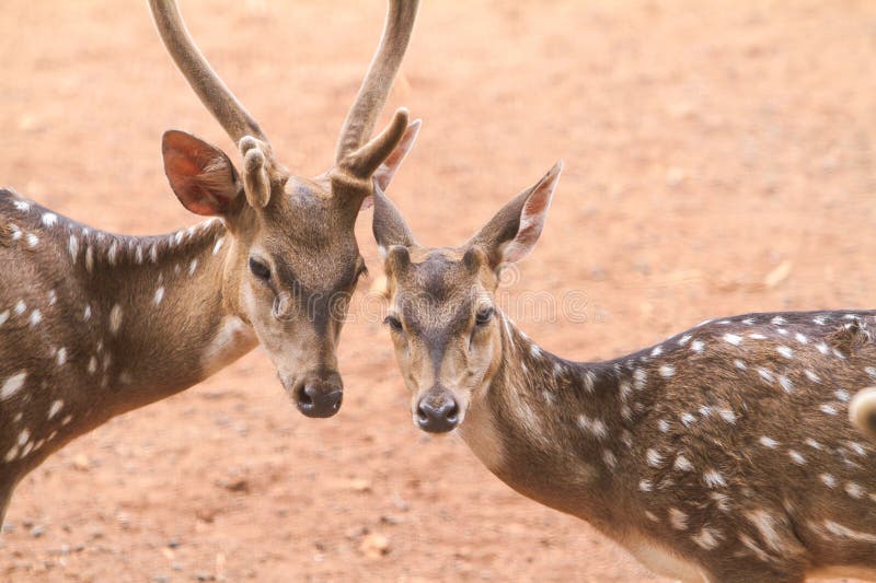 A pair of axis deer chatting in the field