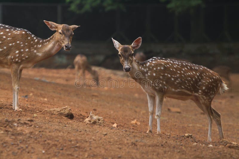 A pair of axis deer standing in the field and looking at the camera