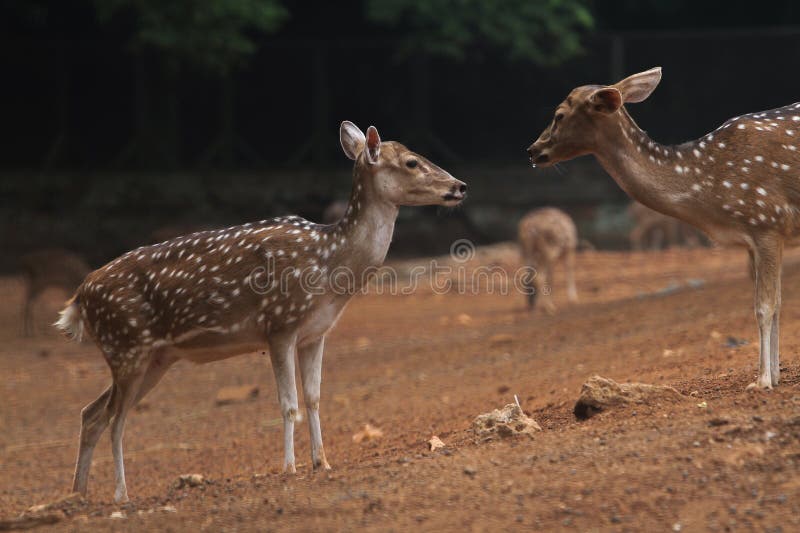 A pair of axis deer standing in the field