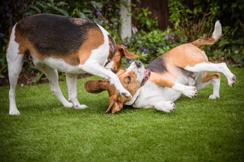A group of Beagles stock photo. Image of domestic, brown 28642750