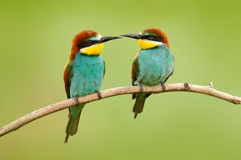 Pair of beautiful birds European Bee-eaters, Merops apiaster, sitting on the branch with green background. Two birds in Romania na