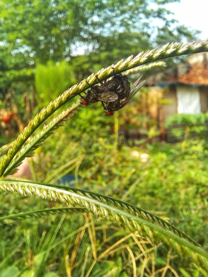 A Pair of Beautiful Flies on a Flower Stock Image Image of leaf