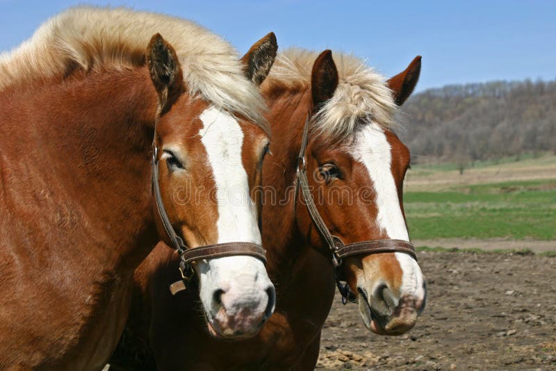 Belgian Draft Horse Rolling Stock Photo Image of hooves, equine 23313122