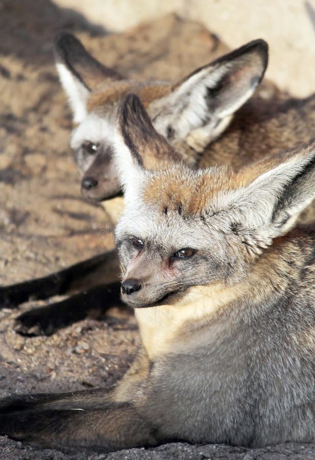 The Pair of Bigeared Foxes Sitting in the Sunset Light Stock Image