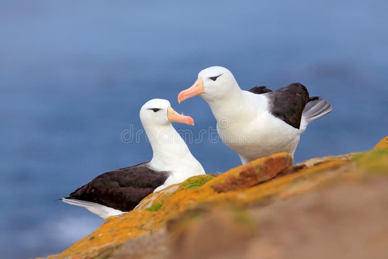 Pair of birds Black-browed albratros. Beautiful sea bird sitting on cliff. Albatross with dark blue water in the background, Falkl stock images Pair of birds Black-browed albratros. Beautiful sea bird sitting on cliff. Albatross with dark blue water in the background, Falkl stock images