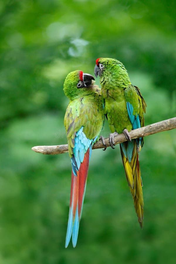 Pair of birds, green parrot Military Macaw, Ara militaris, Costa Rica