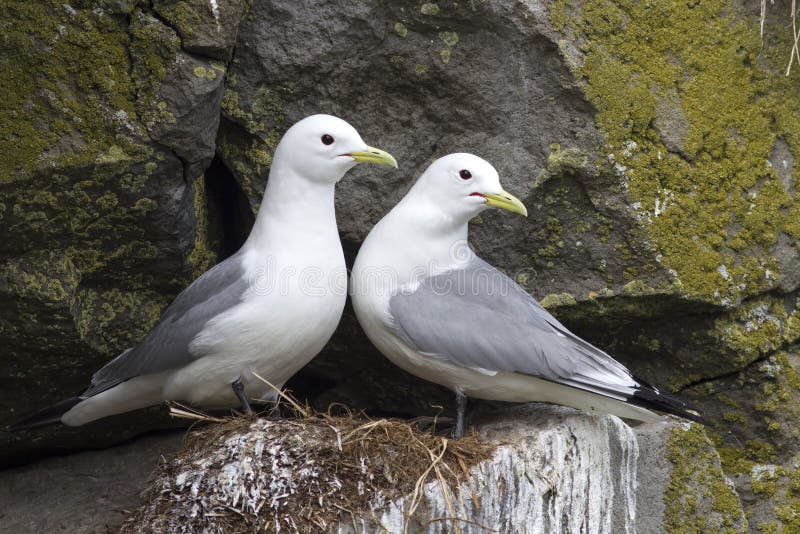 Pair of black-legged kittiwake sitting on a nest in the spring royalty free stock photos Pair of black-legged kittiwake sitting on a nest in the spring royalty free stock photos