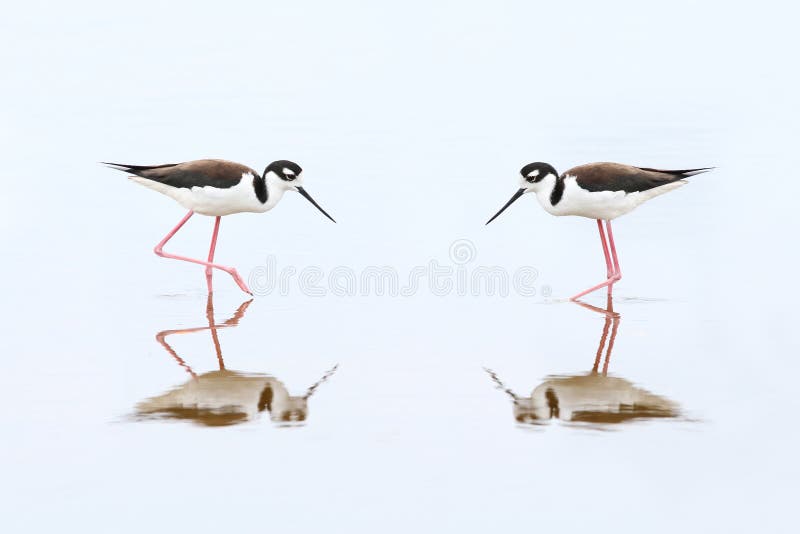 Pair of Black-necked Stilts - Everglades National Park stock photo Pair of Black-necked Stilts - Everglades National Park stock photo