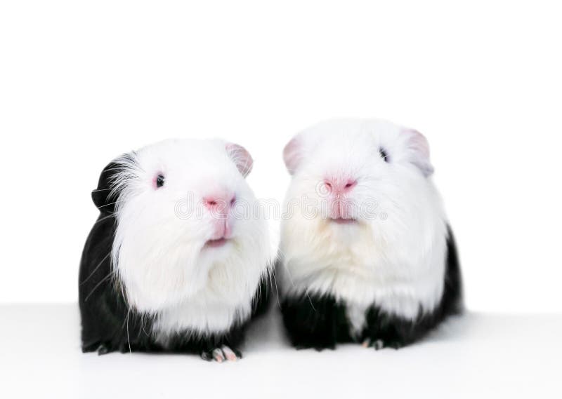 A Pair of Black and White Guinea Pigs Stock Photo Image of pair, friendly 188546458