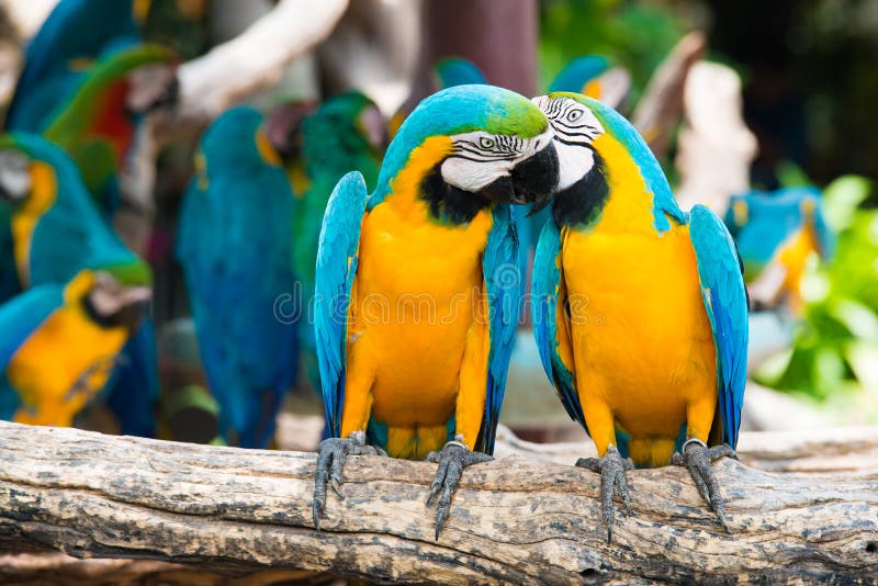 A pair of blue-and-yellow macaws perching at wood branch in jung stock photography A pair of blue-and-yellow macaws perching at wood branch in jung stock photography