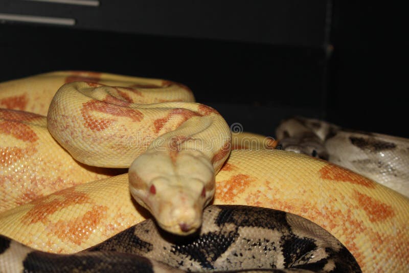 white boa constrictor with prey white boa constrictor with prey