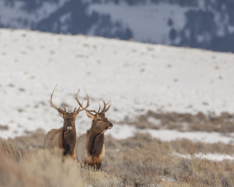 Pair of bull elk in winter