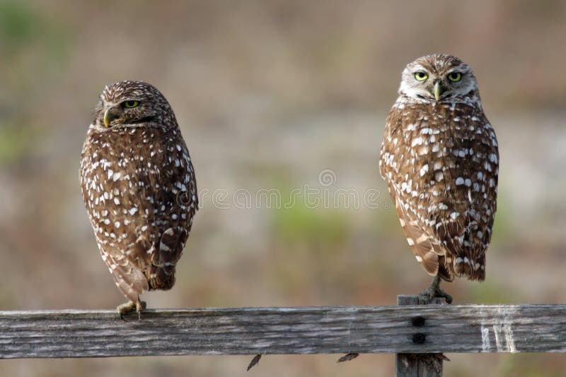 Pair of Burrowing Owls in Cape Coral, Florida