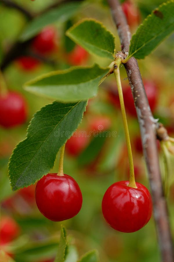 Pair of cherries stock image. Image of bunch, refreshment 58562589