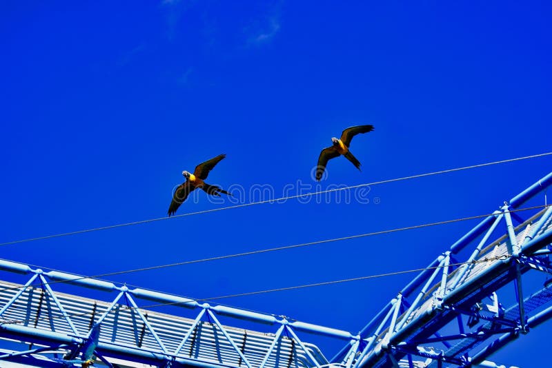 A Pair of Colourful Parrots in Flight Stock Image Image of ground
