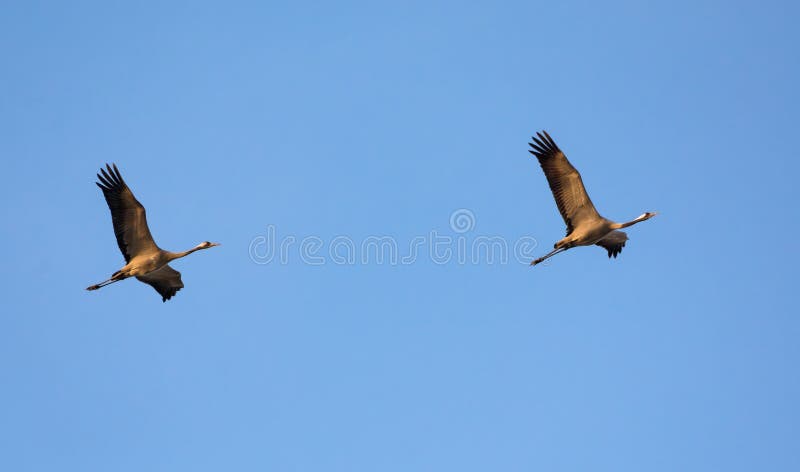 Pair of Common Cranes together in flight with blue sky background royalty free stock image Pair of Common Cranes together in flight with blue sky background royalty free stock image