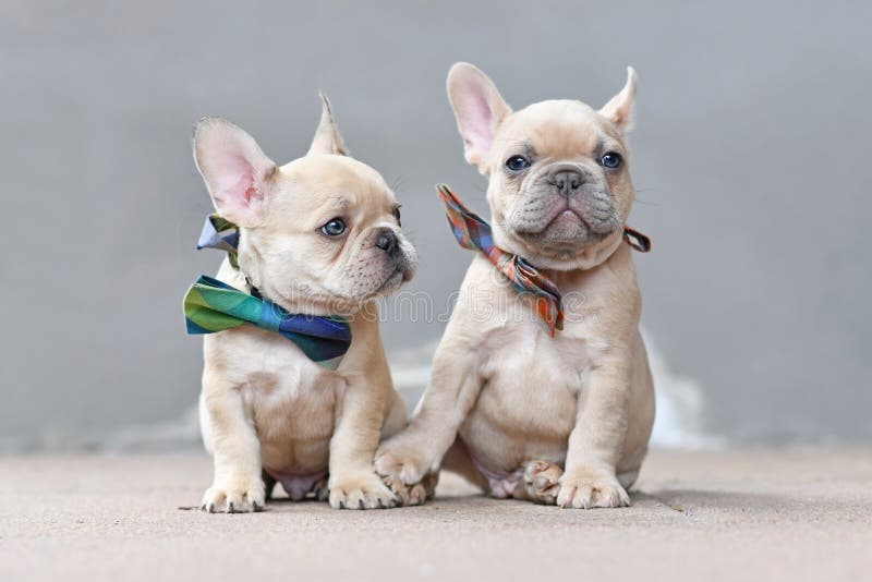 Pair of cute lilac fawn colored French Bulldog dog puppies wearing bow ties while appearing to hold hands sitting together