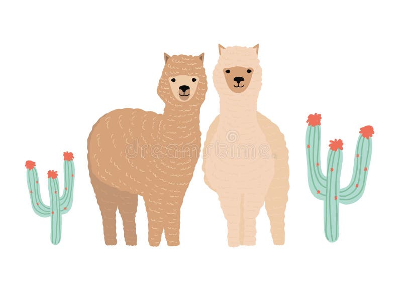 Pair of cute llamas isolated on white background. Couple of beautiful funny wild South American animals standing royalty free illustration Pair of cute llamas isolated on white background. Couple of beautiful funny wild South American animals standing royalty free illustration
