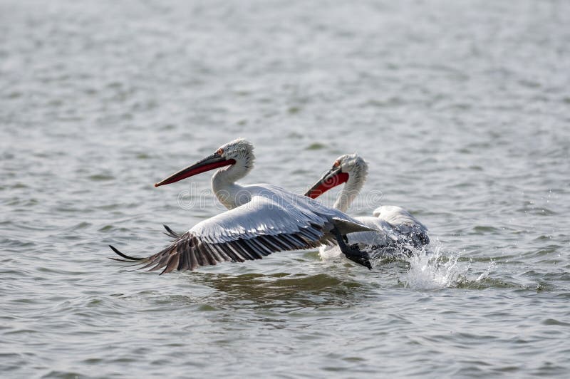 A pair of Dalmation Pelican, Pelecanus crispus, Jamnagar